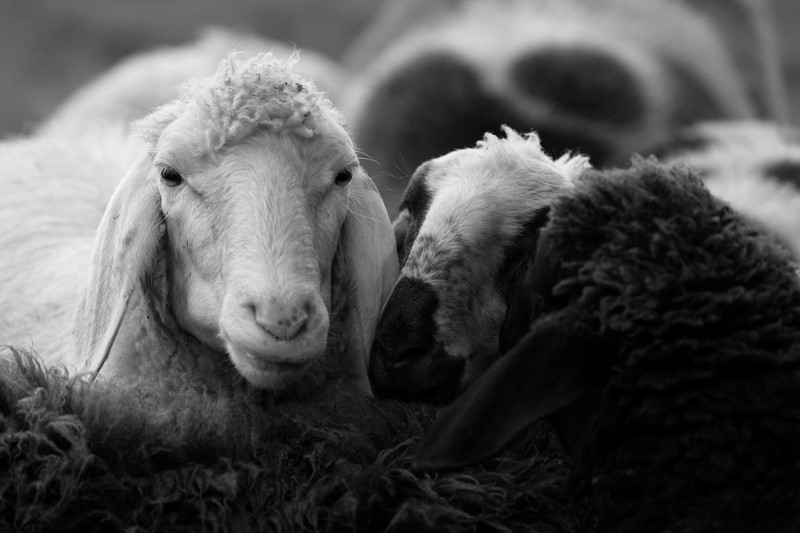 Schafe Bild 8