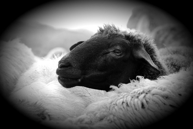 Schafe Bild 9