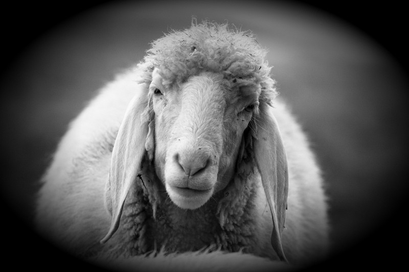Schafe Bild 10