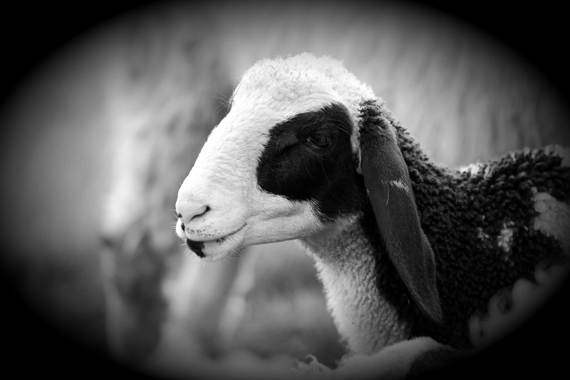 Schafe Bild 11