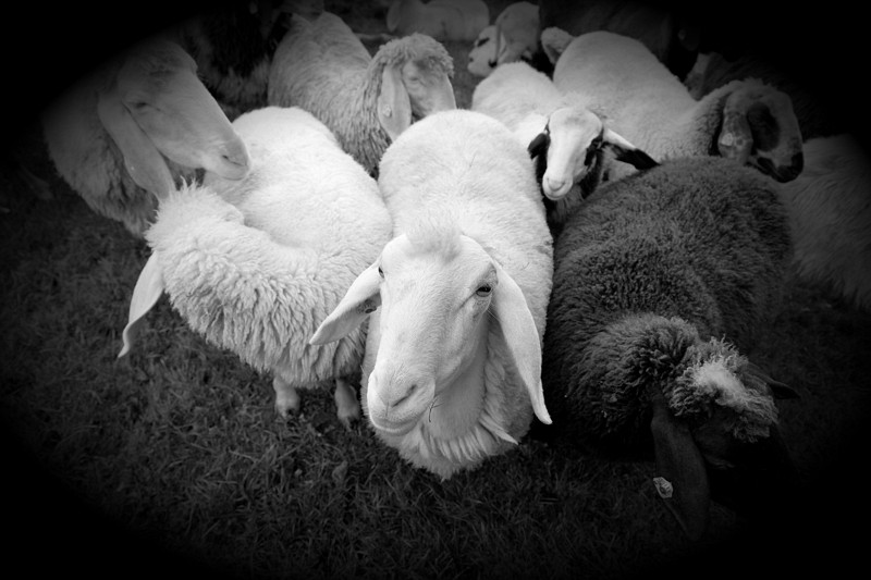 Schafe Bild 12