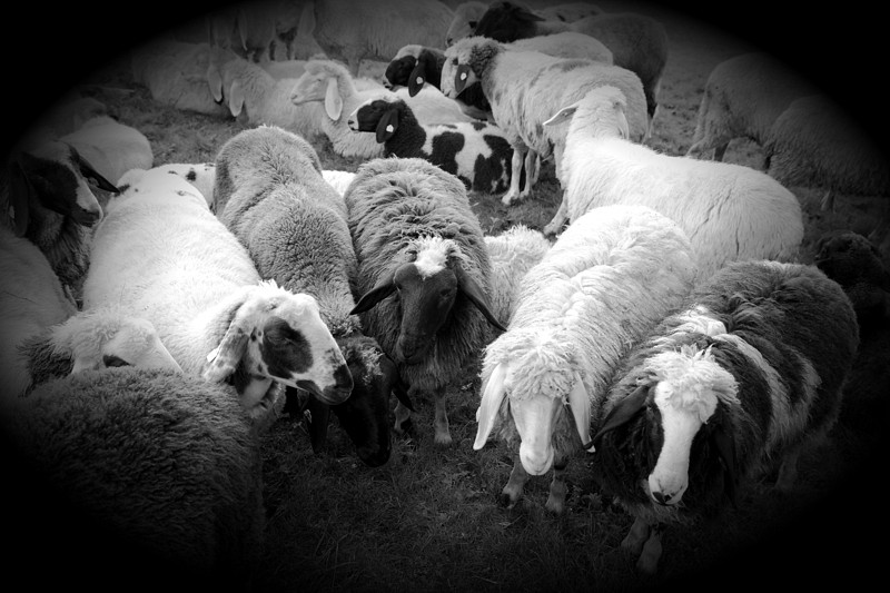 Schafe Bild 13
