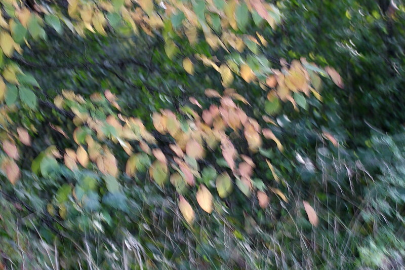 Herbstwunder 3