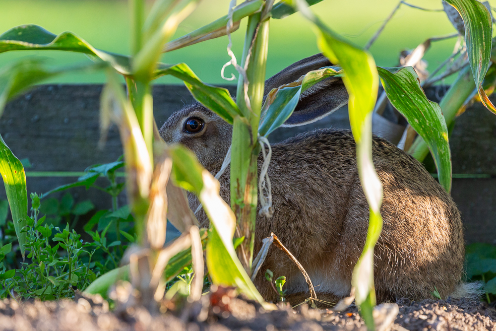 Mein Hase 4