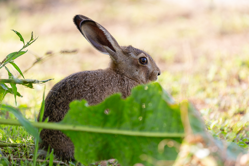 Mein Hase 5