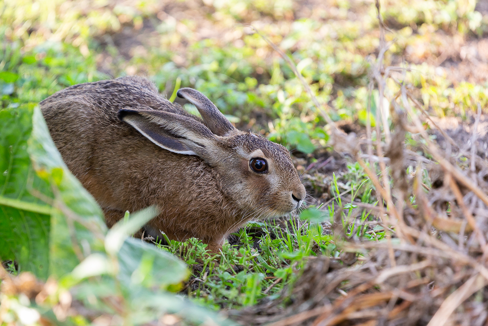 Mein Hase 6
