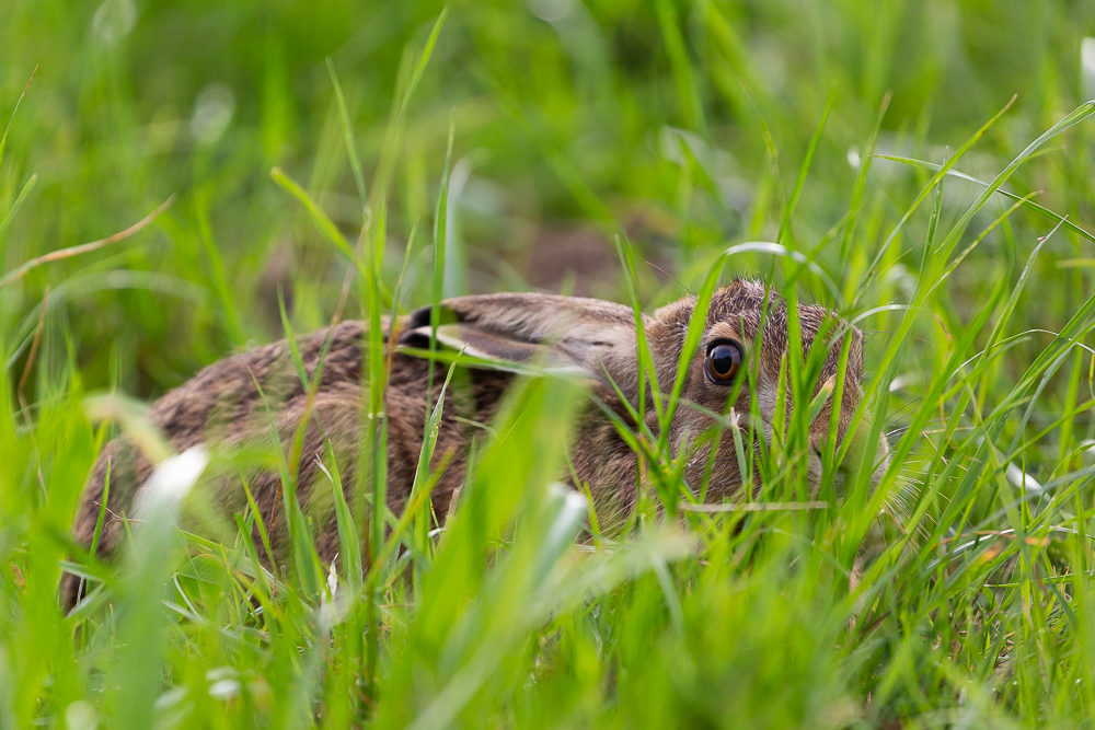 Mein Hase 7