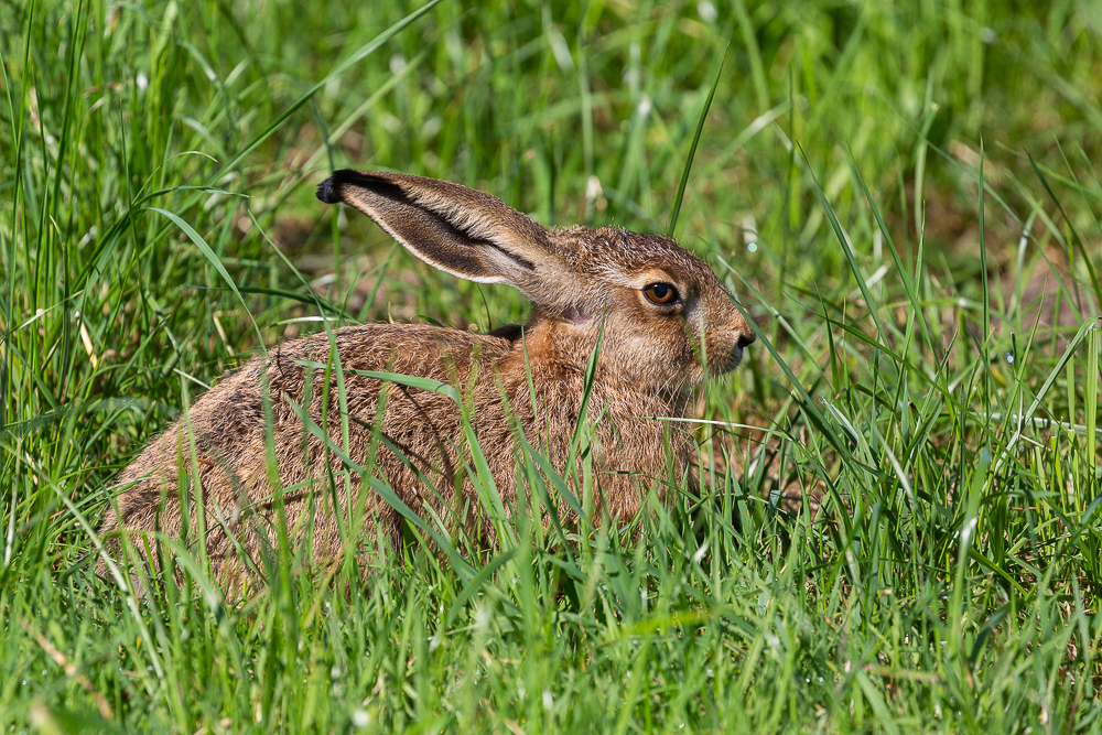 Mein Hase 8