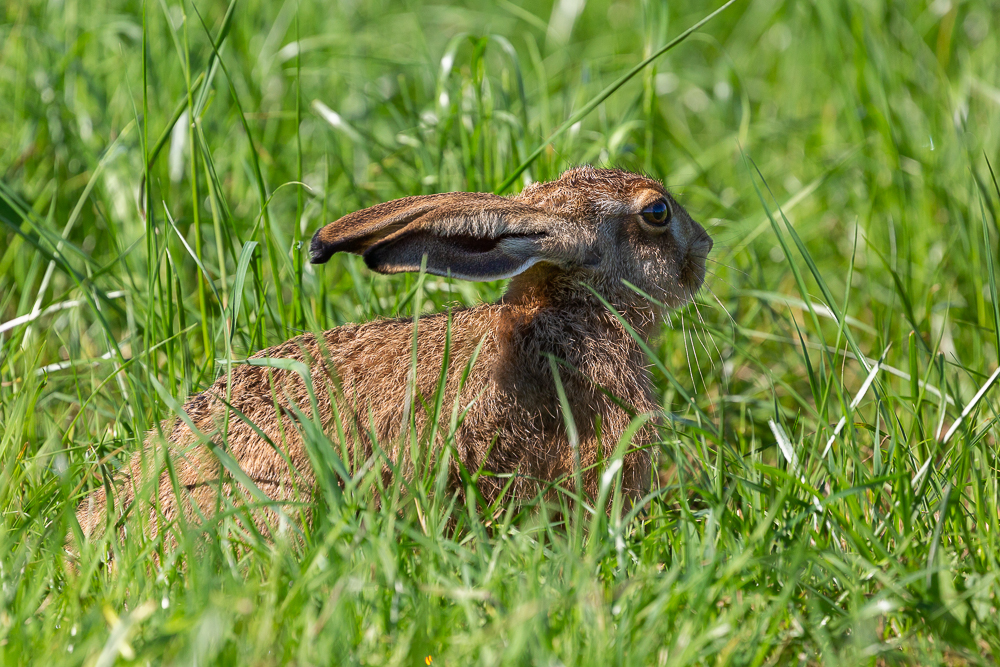 Mein Hase 9