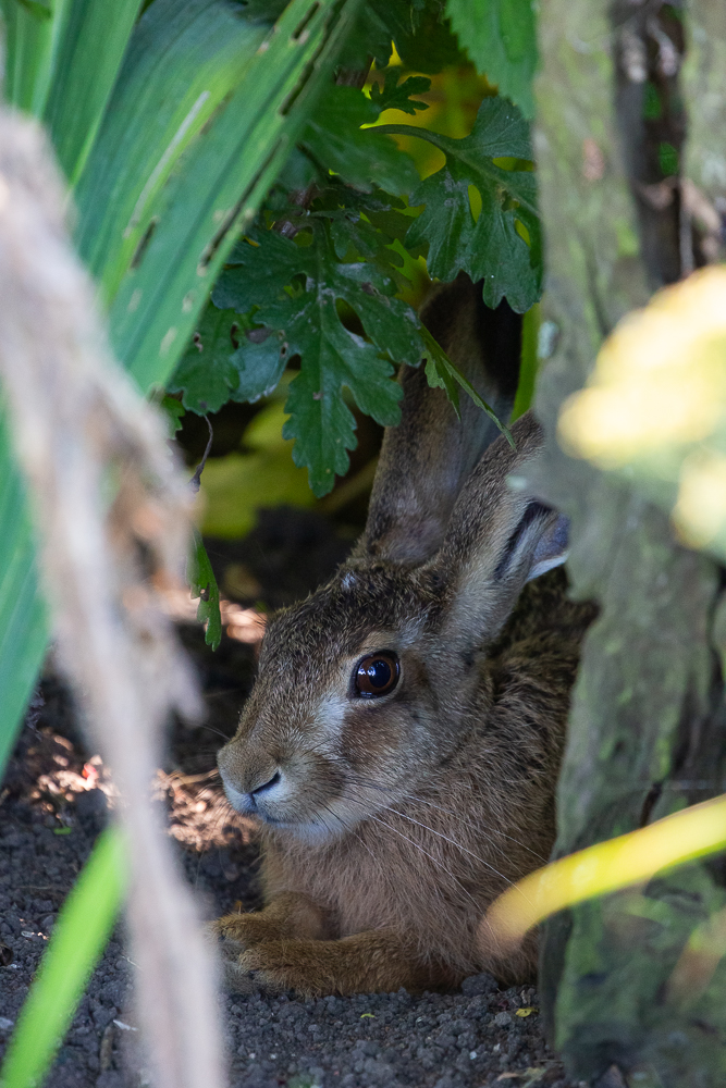 Mein Hase 11