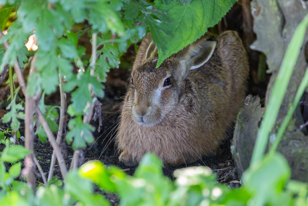 Mein Hase 18