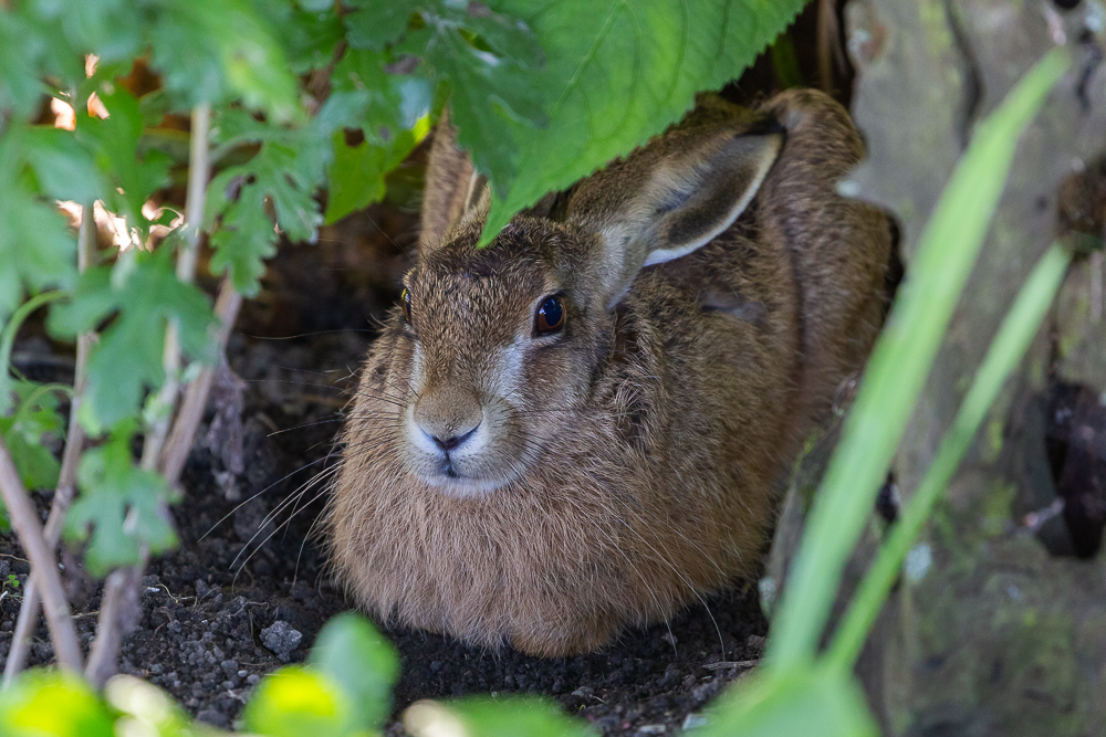 Mein Hase 19