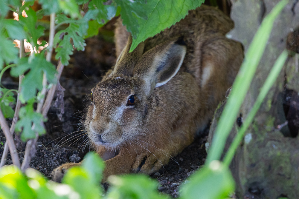 Mein Hase 20