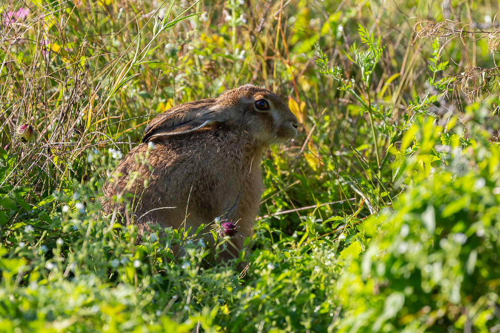 Mein Hase 22