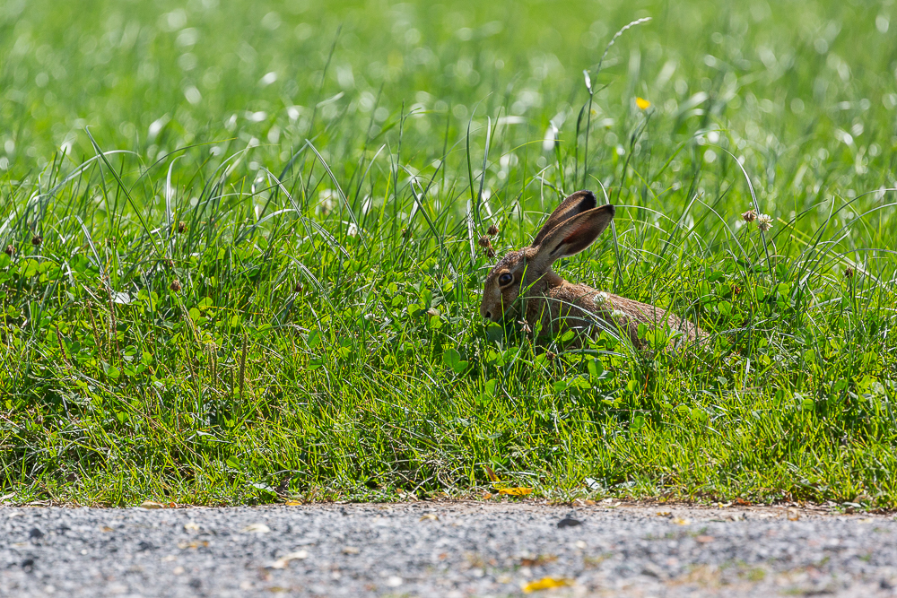 Mein Hase 23